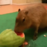 Capy