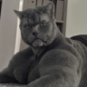 Billyboss