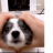 Snabbe