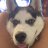 Shasta