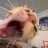 Viggo.a