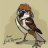 sparrow