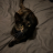 RoxyTheCat