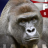 monkeman69