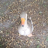 gap goose