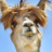 Sorken_Wille