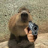 CapyBara