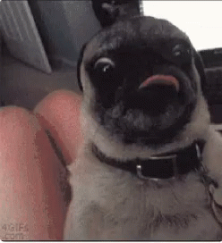 a8b953400a39fee2a5711f1301d2b5b4.gif