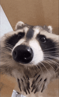 raccoon-raccoon-sniff.gif