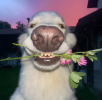 image (59).png