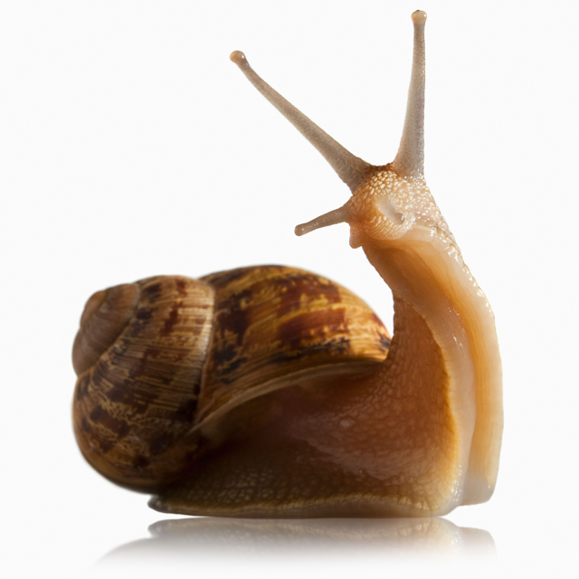 rec-cosrx-snail-96-essence-05.png